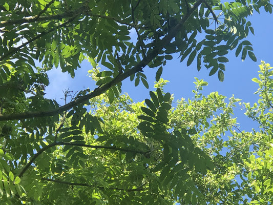 Speierling (Sorbus domestica)