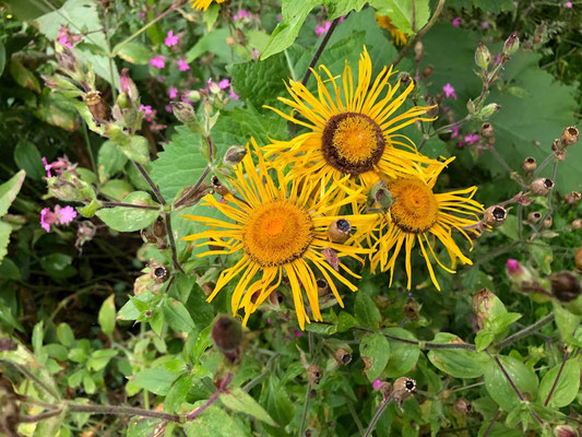 Wie aus dem Bauerngarten oder in diesem Fall #Appelbarg gepflückten Blumen gehören zum aktuellen Sommertrend "heimische Ländlichkeit". Fotos: Petra Schweim - Impression: John Langley - Ort: #Appelbarg