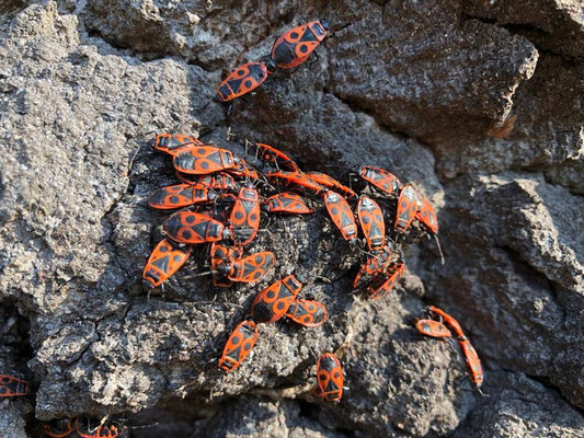 Die tagaktive, einheimische Gemeine Feuerwanze (Pyrrhocoris apterus) ist trotz ihres Aussehens nicht - wie oft vermutet wird - schädlich (wird möglicherweise als lästig empfunden), sondern eher als nützlich einzustufen. Warum? Weil sie hier und da Blattlä