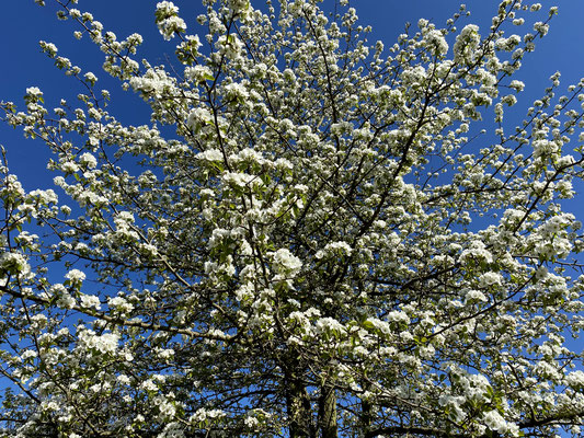 Holz- Wildbirne - Pyrus pyraster 