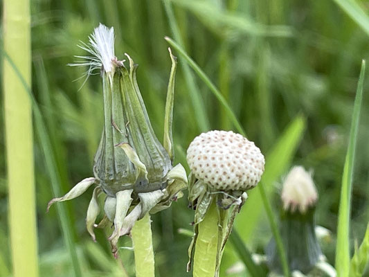 Foto: Petra Schweim - Momente einer natürlichen Ästhetik - Gewöhnliche Löwenzahn (Taraxacum sect. Ruderalia)