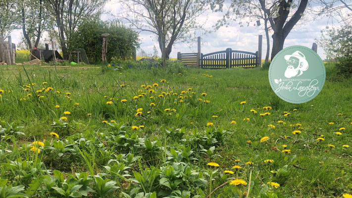 Foto: Petra Schweim - Gewöhnliche Löwenzahn (Taraxacum officinale) blühen auch auf dem #appelbarg.