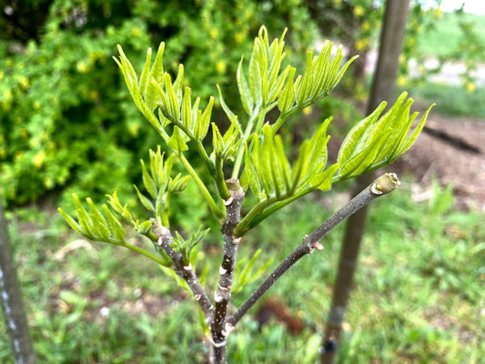 Tausendblütenstrauch / Bienenbaum - Tetradium daniellii var. hupehensis / Euodia hupehensis