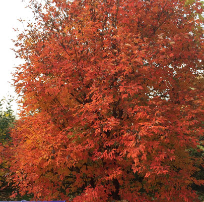 Zimtahorn - Acer griseum - Seifenbaumgewächse / Familie Sapindaceae