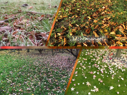 VISUELL VORGESTELLT IN BARGTEHEIDE- "DER GARTEN 2020 LEBT"