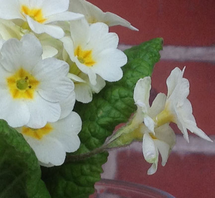 Foto: Petra Schweim - Bei dieser ganz besonderen Primula handelt es sich um eine 'hose-in-hose', sie bildet über den ersten Kelch eine weitere Blüte. 