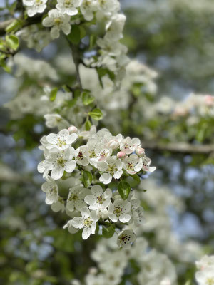Prunus 'Mirabelle von Nancy' Pflaumenart - Rosengewächse (Rosaceae).