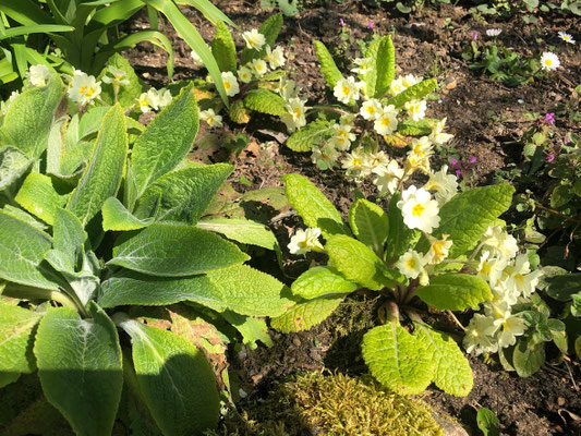 Foto: Petra Schweim - Bei dieser ganz besonderen Primula handelt es sich um eine 'hose-in-hose', sie bildet über den ersten Kelch eine weitere Blüte. 