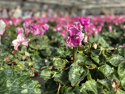 Die heutige Generation der Cyclamen ist robust, auch duftend und sehr blühfreudig. Foto: Petra Schweim