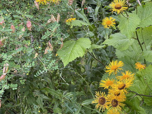 Foto: Petra Schweim - Juli 2021 auf dem Appelbarg - Schwertblättriger Alant (Inula ensifolia)