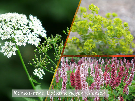 VISUELL VORGESTELLT IN BARGTEHEIDE- "DER GARTEN 2020 LEBT"