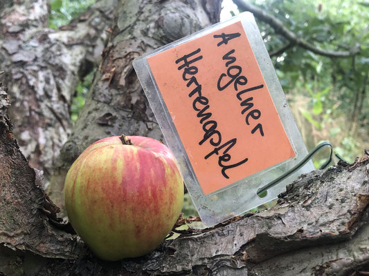 'Angelner Herrenapfel' (Sörup, Schleswig-Holstein, 19. Jhd.)