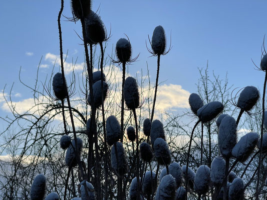 Foto: Petra Schweim - Februar - die blaue Stunde auf dem 'Appelbarg'