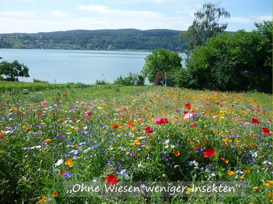 VISUELL VORGESTELLT IN BARGTEHEIDE- "DER GARTEN 2020 LEBT"