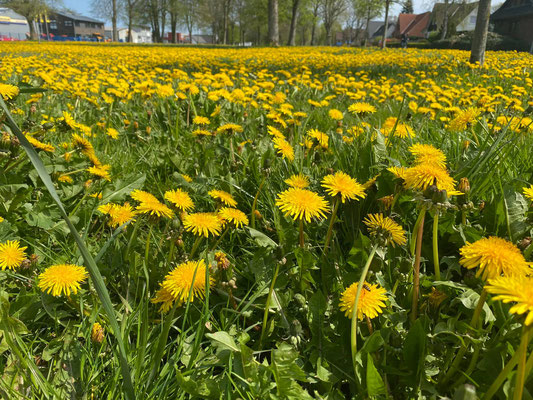 Foto: Petra Schweim - Gewöhnliche Löwenzahn (Taraxacum officinale) blühen auch auf dem #appelbarg.