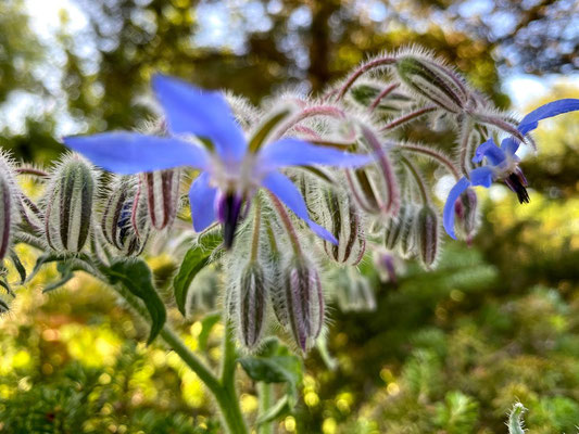 Wie aus dem Bauerngarten oder in diesem Fall #Appelbarg gepflückten Blumen gehören zum aktuellen Sommertrend "heimische Ländlichkeit". Fotos: Petra Schweim - Impression: John Langley - Ort: #Appelbarg