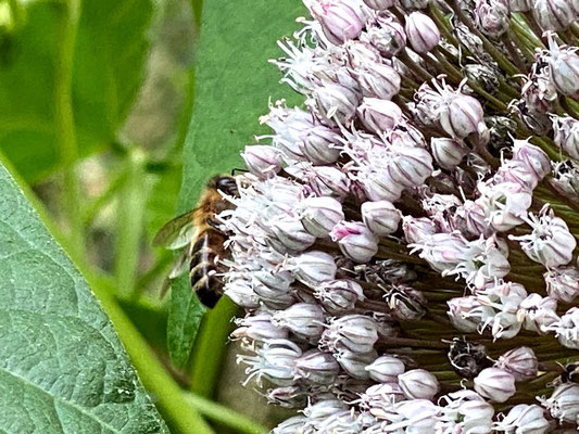 Wie aus dem Bauerngarten oder in diesem Fall #Appelbarg gepflückten Blumen gehören zum aktuellen Sommertrend "heimische Ländlichkeit". Fotos: Petra Schweim - Impression: John Langley - Ort: #Appelbarg