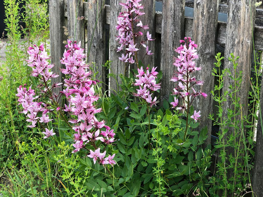 Wie aus dem Bauerngarten oder in diesem Fall #Appelbarg gepflückten Blumen gehören zum aktuellen Sommertrend "heimische Ländlichkeit". Fotos: Petra Schweim - Impression: John Langley - Ort: #Appelbarg