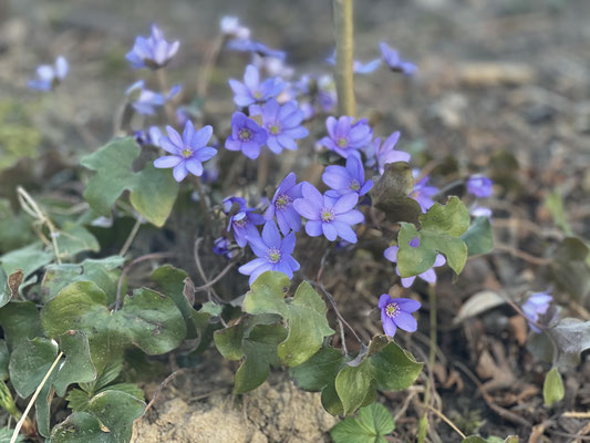 Foto: Petra Schweim_Hepatica nobilis