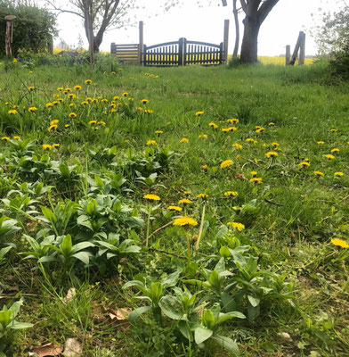 Foto: Petra Schweim - Gewöhnliche Löwenzahn (Taraxacum officinale) blühen auch auf dem #appelbarg.