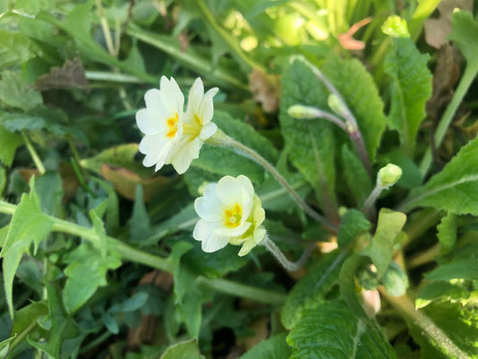 Foto: Petra Schweim - Bei dieser ganz besonderen Primula handelt es sich um eine 'hose-in-hose', sie bildet über den ersten Kelch eine weitere Blüte. 