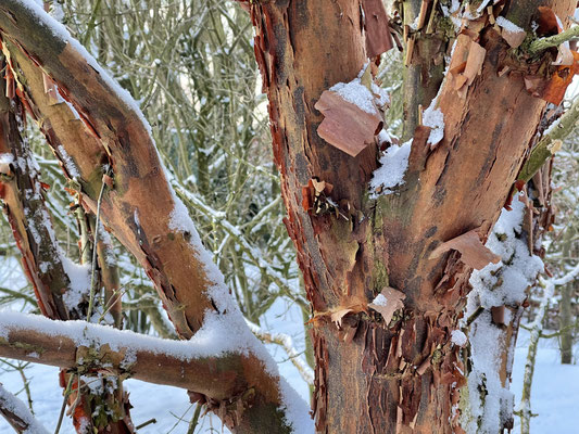 Foto: Petra Schweim - Februar - die blaue Stunde auf dem 'Appelbarg'