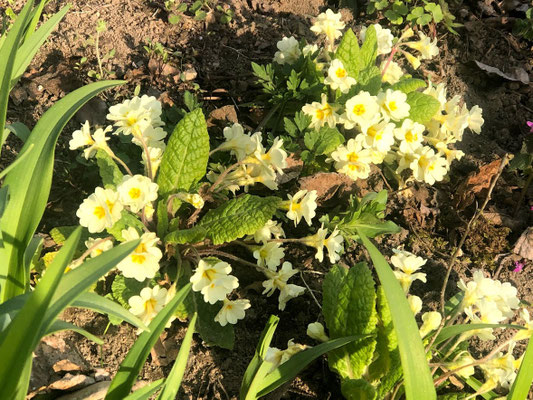 Foto: Petra Schweim - Bei dieser ganz besonderen Primula handelt es sich um eine 'hose-in-hose', sie bildet über den ersten Kelch eine weitere Blüte. 