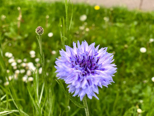 Kornblume (Cyanus segetum Hill, Syn.: Centaurea cyanus L.) - Korbblütler (Asteraceae) 