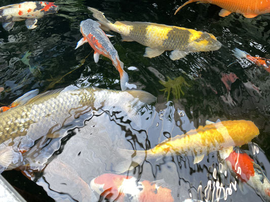 Hier in Stelle gibt es auch ganz besondere Koi oder Kois.  Foto: Petra Schweim