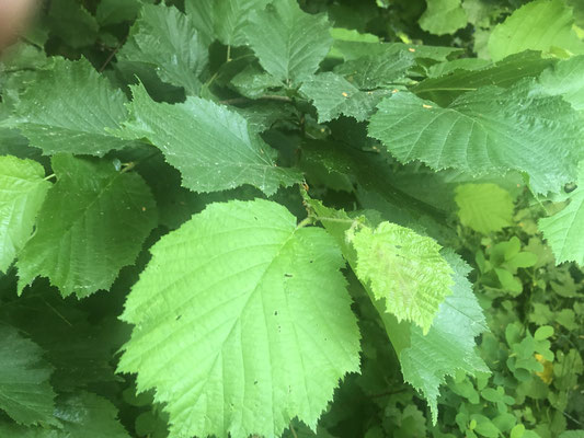 Gemeine Hasel (Corylus avellana)