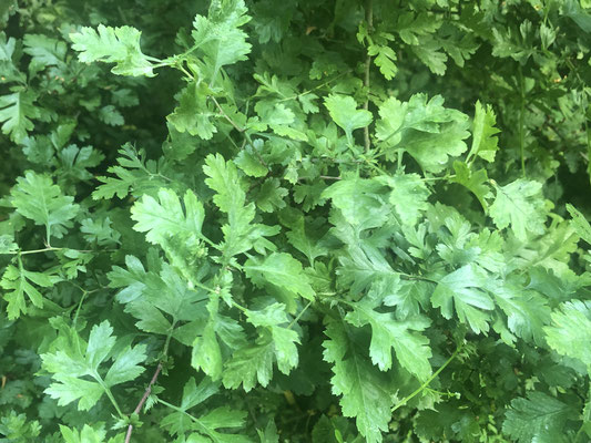 Eingriffeliger Weißdorn (Crataegus monogyna)