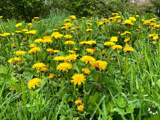 Foto: Petra Schweim - Gewöhnliche Löwenzahn (Taraxacum officinale) blühen auch auf dem #appelbarg.