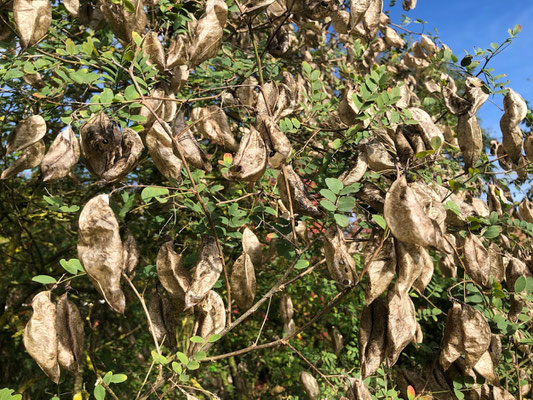 Gewöhnlicher Blasenstrauch - Caragana arborescens 'Walker' 