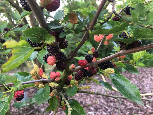 Schwarze Maulbeere - Morus nigra - Maulbeergewächse (Moraceae) 