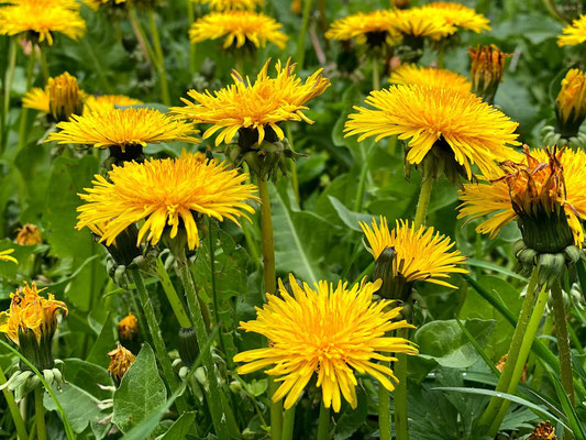 Foto: Petra Schweim - Gewöhnliche Löwenzahn (Taraxacum officinale) blühen auch auf dem #appelbarg.