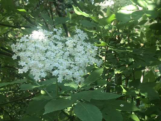 Fliederbeere / Schwarzer Holunder (Sambucus nigra)