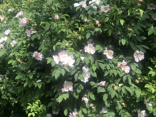 Gemeine Heckenrose, Hundsrose - Hagebutte  (Rosa canina) 