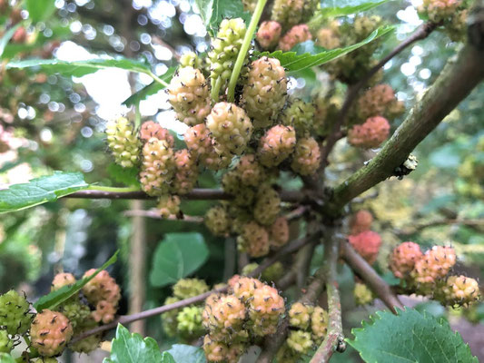 Schwarze Maulbeere - Morus nigra- Maulbeergewächse (Moraceae) 