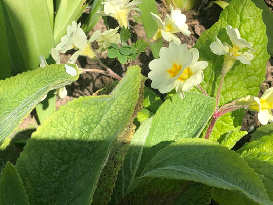 Foto: Petra Schweim - Bei dieser ganz besonderen Primula handelt es sich um eine 'hose-in-hose', sie bildet über den ersten Kelch eine weitere Blüte. 
