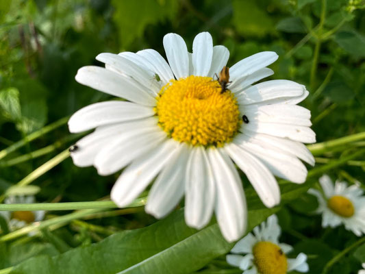 Foto: Petra Schweim - # Appelbarg - bienenfreundliche Wiesenmargeriten (Leucanthemum vulgare)