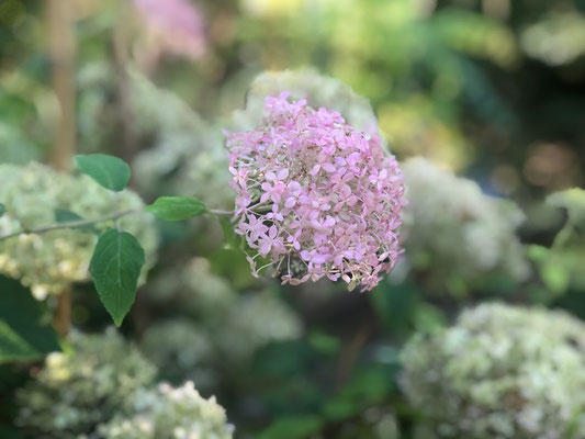 Wie aus dem Bauerngarten oder in diesem Fall #Appelbarg gepflückten Blumen gehören zum aktuellen Sommertrend "heimische Ländlichkeit". Fotos: Petra Schweim - Impression: John Langley - Ort: #Appelbarg