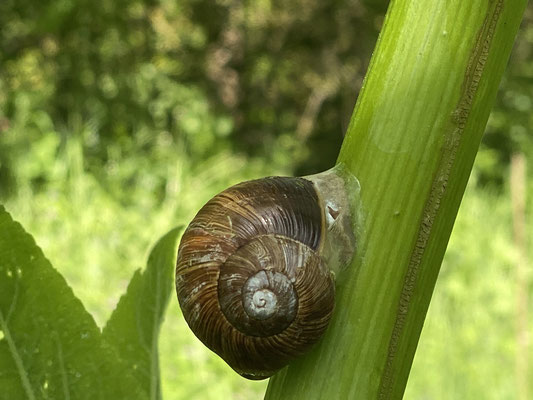 Foto: Petra Schweim - Weinbergschnecke (Helix pomatia)