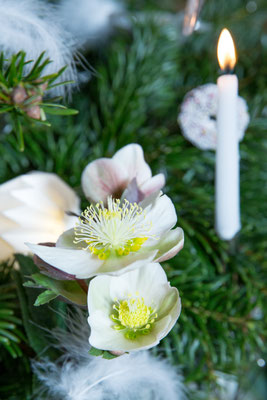 Foto: Claudia Timmann - Weihnachtsbaum 2017