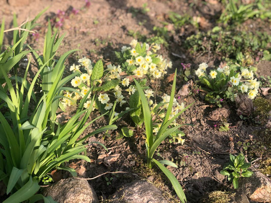 Foto: Petra Schweim - Bei dieser ganz besonderen Primula handelt es sich um eine 'hose-in-hose', sie bildet über den ersten Kelch eine weitere Blüte. 