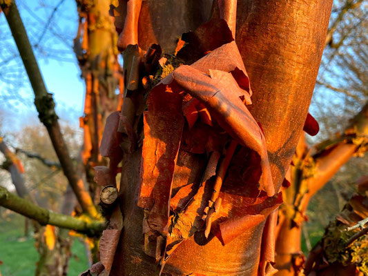 Zimtahorn - Acer griseum - Seifenbaumgewächse / Familie Sapindaceae