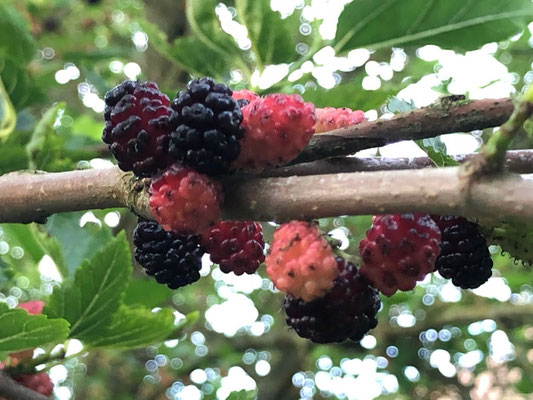 Schwarze Maulbeere - Morus nigra - Maulbeergewächse (Moraceae) 