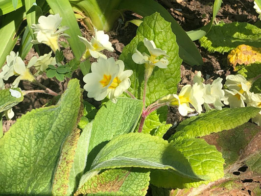 Foto: Petra Schweim - Bei dieser ganz besonderen Primula handelt es sich um eine 'hose-in-hose', sie bildet über den ersten Kelch eine weitere Blüte. 