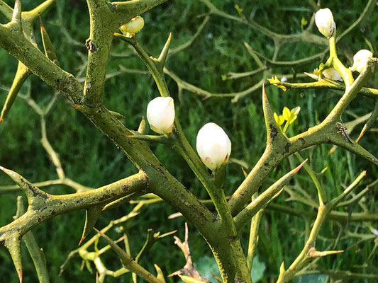 Dreiblättrige Orange - Poncirus trifoliata