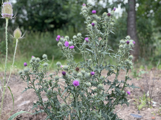 Foto: Petra Schweim - Juli 2021 auf dem Appelbarg - 