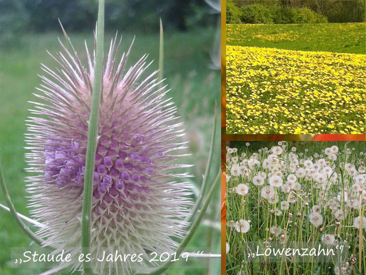 VISUELL VORGESTELLT IN BARGTEHEIDE- "DER GARTEN 2020 LEBT"